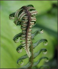 Dryopteris cycadina