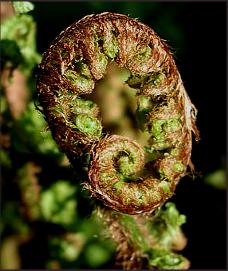 Dryopteris affinis Cristata 'The King'